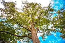 Best Tree Removal  in Pleasantville, NJ