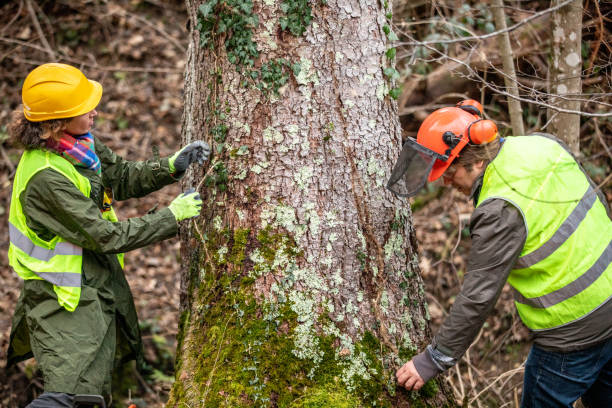 How Our Tree Care Process Works  in  Pleasantville, NJ